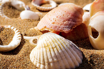 Macro of various sea shells on sand. Focus on sea shell with worm-holes.