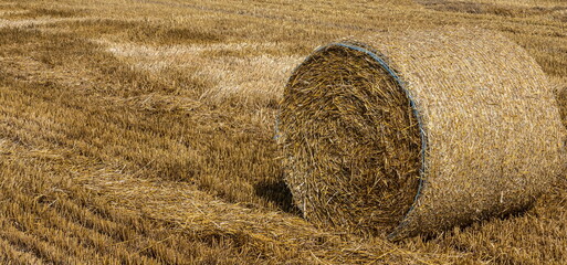 Stacks of straw - bales of hay, rolled into stacks left after harvesting of wheat ears, agricultural farm field with gathered rural.