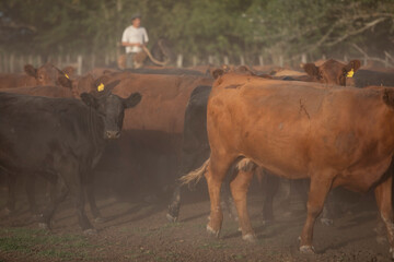 working with cattle in a ranch in center argentina