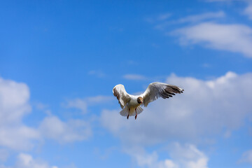A black-headed gull flying in the blue sky.The graceful posture of the bird in mid air.