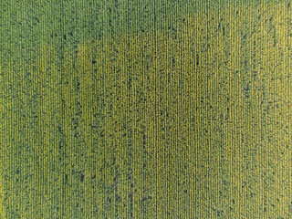 Aerial drone view of big field with full grown corn plants ripe for the harvest in autumn in warm...