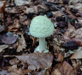 Yound deadly posionous Death Cap (Amanita Phalloides) mushroom in the forest 