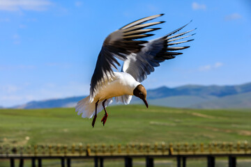 A black-headed bird is flying.The graceful posture of the bird in mid air.