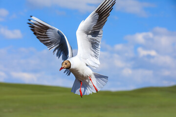 A black-headed bird is flying.The graceful posture of the bird in mid air.