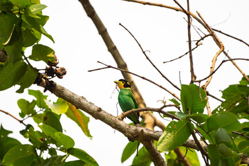 Long - tailed Broadbill