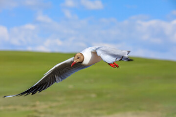 A black-headed bird is flying.The graceful posture of the bird in mid air.