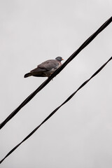 Pigeon sitting on insulated wires.