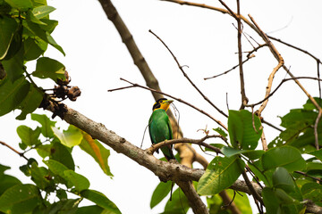 Long - tailed Broadbill