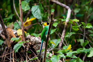 Long - tailed Broadbill
