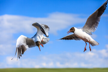 Two black-headed bird is flying.The graceful posture of the bird in mid air.