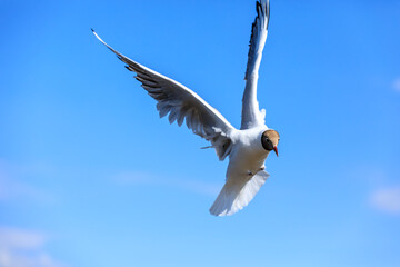 A black-headed gull flying in the blue sky.The graceful posture of the bird in mid air.
