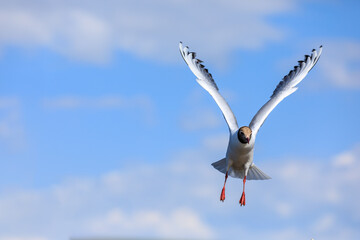 A black-headed gull flying in the blue sky.The graceful posture of the bird in mid air.