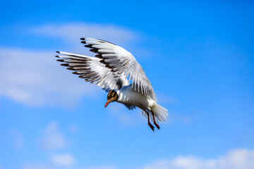 A black-headed gull flying in the blue sky.The graceful posture of the bird in mid air.
