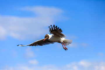 A black-headed gull flying in the blue sky.The graceful posture of the bird in mid air.