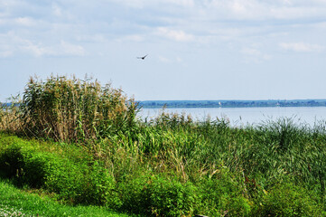 Panoramic view of the lake. View of the lake through the high coastal grass. Thunderclouds over the lake. Summer, landscape.