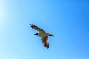 A black-headed gull flying in the blue sky.