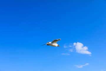 A black-headed gull flying in the blue sky.