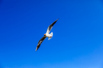A black-headed gull flying in the blue sky.