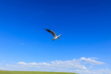 A black-headed gull flying in the blue sky.