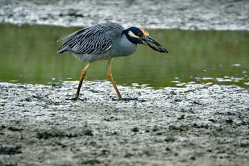 Yellow-crowned night heron (Nyctanassa violacea) eating a crab on the bank of a shallow pond by the beach in Ayampe, Ecuador