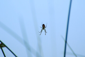 spider silhouette in the grass on blue background
