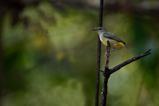 Orange - bellied Flowerpecker