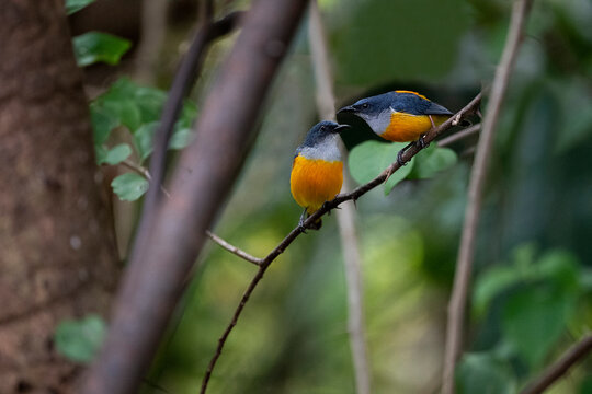 Orange - bellied Flowerpecker