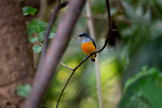Orange - bellied Flowerpecker