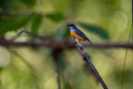 Orange - bellied Flowerpecker