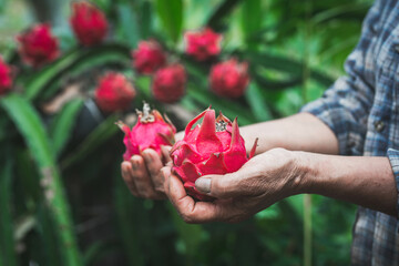 Woman Farmer holding dragon fruit in organic farm.Concept of Agriculture or cultivation