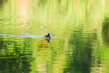wild ducks on the lake near danube river in Germany