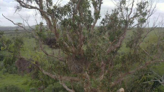Arborist or tree worker climbing a giant tree cutting branches of a eucalyptus globulus in the mountains.
Has a chainsaw, harness, helmet, anti-cut