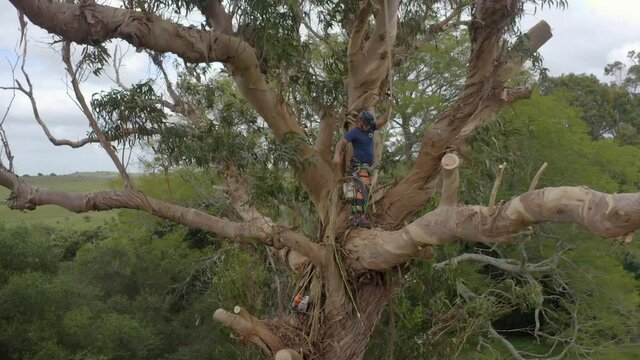 Arborist or tree worker climbing a giant tree cutting branches of a eucalyptus globulus in the mountains.
Has a chainsaw, harness, helmet, anti-cut