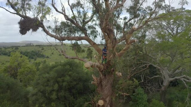 Arborist or tree worker climbing a giant tree cutting branches of a eucalyptus globulus in the mountains.
Has a chainsaw, harness, helmet, anti-cut