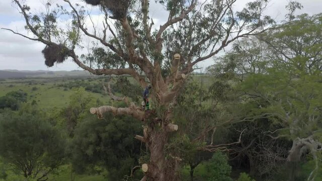 Arborist or tree worker climbing a giant tree cutting branches of a eucalyptus globulus in the mountains.
Has a chainsaw, harness, helmet, anti-cut