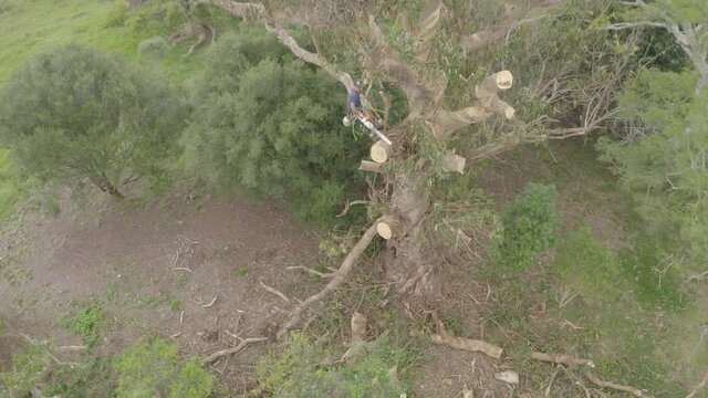 Arborist or tree worker climbing a giant tree cutting branches of a eucalyptus globulus in the mountains.
Has a chainsaw, harness, helmet, anti-cut