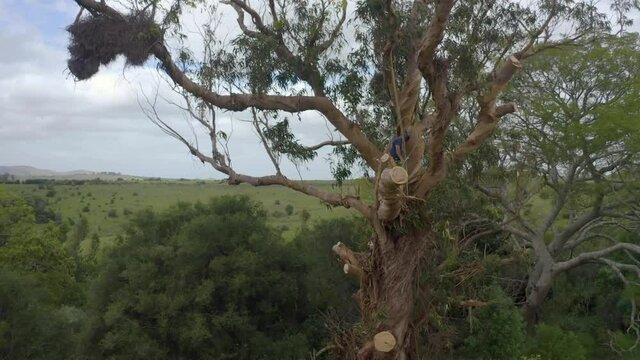 Arborist or tree worker climbing a giant tree cutting branches of a eucalyptus globulus in the mountains.
Has a chainsaw, harness, helmet, anti-cut