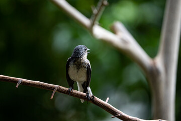 Obraz premium Oriental - magpie Robin