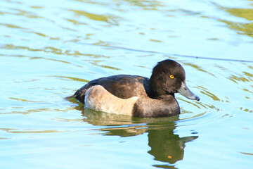 wild ducks on the lake near danube river in Germany