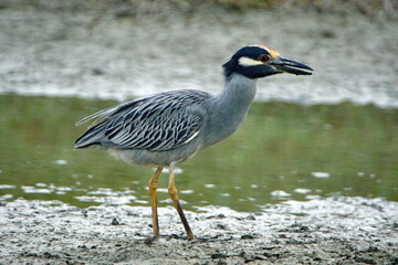 Yellow-crowned night heron (Nyctanassa violacea) foragin on the bank of a shallow pond by the beach in Ayampe, Ecuador