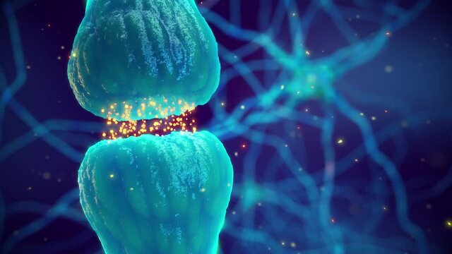 Animation of synaptic transmission - one nerve cell (neuron) communicating with another by releasing neurotransmitters. The synapse is the gap between two neurons and is also called neuronal junction