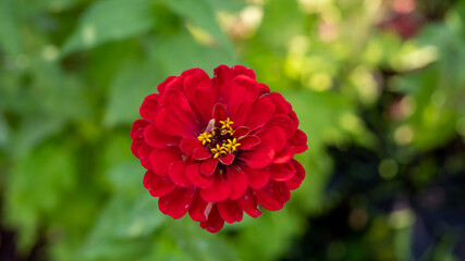 Obraz premium Conservatory Garden on Central Park NY