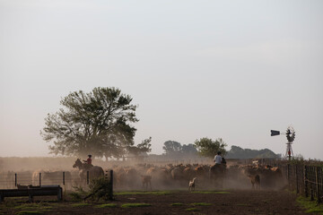 gauchos trabajando con ganado angus en campo