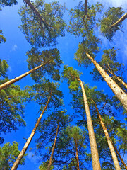 Fototapeta premium trees and sky