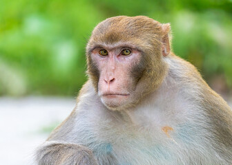 Obraz premium A thoughtful monkey sitting on a road