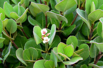 Hojas verdes, flor blanca