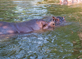 A juvenile hippo with its mother in lake