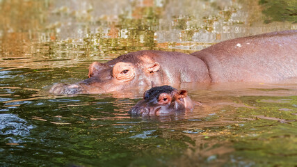Fototapeta premium A juvenile hippo enjoying swim with its parents