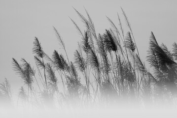 Soft and blurred grass flowers in aesthetic nature of early morning misty sky background. Quiet and calm image in minimal zen mood. Autumn nature background in black and white. 