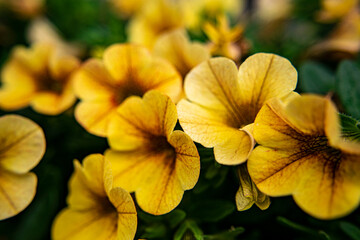 Views, Flowers, Closeup, Colors, Nature, macro